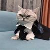 Capa para Mascota Ragdoll Harry Potter Capa Mágica Disfraz de Transformación Gato Perro Ropa para Perro Pequeño Capa
