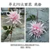 Novo produto transfronteiriço: Fabricante de flores artificiais de PU, dália e peônia de PU de haste única, para decoração de casamento e casa