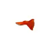 Guppies de Raça Pura, Peixes Ornamentais de Água Doce Pequenos, Peixes Tropicais Fáceis de Criar, Peixes Vivos, Peixes Limpadores, Kinguios Zebra, Peixes Pequenos, Alevinos