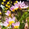 Bulbos de Tulipán Nativos, Bulbos Pequeños, Florales Perennes, Plantas en Maceta Importadas de los Países Bajos, Plantas de Jardín para Principiantes