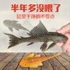 Pez Limpiador de Acuario Peces Vigilantes Peces Tropicales de Agua Dulce Agua Fría Comiendo Excrementos Basura Heces Limpieza Algas Heng Ming