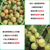 Cubierta Transpirable y Translúcida Antirroturas Impermeable para Huertos Agrícolas, Árboles Frutales, Uvas, Ciruelas y Cerezas