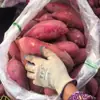 Enviado Diretamente do Local de Origem, Batatas Doces Mel Arenosas, Corações de Açúcar Oleosos, Batatas Doces Mel Super Doces da Academia de Ciências Agrícolas, Batatas Doces Frescas, Atacado de Batatas Doces