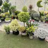Arreglos de Plantas Grandes para Paisajismo, Decoraciones Florales de Jardín, Conjuntos de Paisajismo para Esquinas de Hoteles y Restaurantes, Manojos de Cañaveral Real