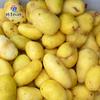 Pelador de patatas rotatorio centrífugo de alta calidad pelador de patatas profesional rápido pelador de patatas caballo Campana