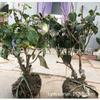 Plántulas de Dulcamara Dulce Bonsái de Dulcamara Dulce en Maceta Tronco Viejo Corazón Liso de Interior Dulcamara Dulce Pezuña de Tigre Ciruelo en Maceta Plantas Resistentes al Frío para Patio