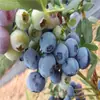 Mudas de Mirtilo F6 Esmeralda, Frutificação Dupla Temporada, Adequadas para Plantio em Regiões do Norte e do Sul, Mudas de Árvore Frutífera em Vasos Originais e Terra, Enviadas com Flores
