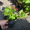 Jardín de Flores Cinta Príncipe Rojo Parque Agrupación de Plantas Individuales Seto de Flores. el Seto Florece en un Vibrante Color Rojo, Creando una Apariencia Similar a una Terraza