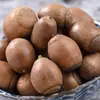 Bellotas, Nueces de Bellota, Frutos de Bellota, Robles, Bellotas, Bellotas al por Mayor Dropshipping