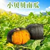 Abóbora Little Beibei de Shandong, disponível para entrega em quantidades de 1/3/5/ 4,5kg por peça, cor rosa e glutinosa com sabor de castanha, suplemento alimentar para bebês, vegetais frescos