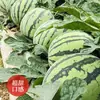 Azúcar de Roca Zaojia 8424 Semillas de Sandía Azúcar de Roca Melón Unicornio Huerta Balcón Maceta Semillas de Frutas y Verduras de Cuatro Estaciones Plántulas de Maduración Temprana