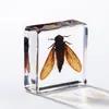 A Fábrica de Artesanato Zhongkun vende espécimes de insetos genuínos como itens decorativos, embutidos em resina de alta transparência, como brinquedos científicos educativos para crianças.