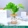Plantas Hidropónicas Favoritas de los Agricultores Bonsái de Escritorio Plantas Verdes Planta Roja de la Suerte Plantas Pequeñas en Maceta Escritorio de Oficina Plantas Verdes Pequeñas Fáciles de Cuidar