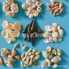 Artesanías de Caracolas Naturales Vendidas por Libra para Acuarios, Fotografía, Educación de Estudiantes y Niños, Minería y Uso Marino