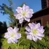 Begônia Artificial de 3 Cabeças Impressa em 3D Decoração de Salão de Casamento Arranjo Floral Piso Macio para Interior Guia de Caminho Flores Artificiais Atacado