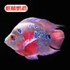 Navio de Guerra Dragão Dourado Rohan Peixe Ornamental Tropical Peixe Papagaio Peixe Dragão Vermelho Wlb Bagre de Água Doce Peixe Mapa