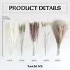 Fabricante de Flores Secas de Yunnan E-commerce Transfronteiriço Amazon Comércio Exterior Flor Seca de Juncos Pequenos Capim Panpas