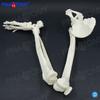 1 a 1 membro inferior osso do quadril articulação do pé articulação do joelho dedo da mão patela osso do pé tíbia fíbula modelo ósseo humano