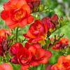 Bulbos de Alyssum Importados, Fresias de Doble Floración, Florecen en Todas las Estaciones y Son Buenas para Alimentar Florales Ornamentales, Florales en Maceta y Semillas de Plantas