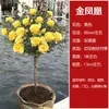 Árbol de Rosa Tocón [Florece en Todas las Estaciones] Plántulas de Flor en Forma de Palo de Rosa Tocón Rosas de Flor Grande No Se Pueden Cultivar en el Patio