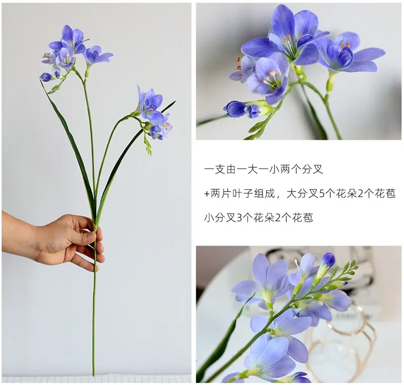 东亚兰8.jpg