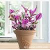 Pintura a Óleo Grande Casamento Planta-aranha em Vaso Brocado Nuvem Vermelha Planta Suculenta Sala de Estar Interior Florais e Plantas Verdes Varanda Fácil de Manter