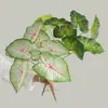 Hojas de Planta de Goma Suave Artificial Hojas de Taro Coloridas de Moda Modelo de Habitación para el Hogar Diseño de Boda Hojas Grandes de Monstera Artificiales