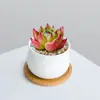 Combinación de Plantas Suculentas Pequeñas en Maceta para Interiores Suculentas Fáciles de Cuidar Plantas Verdes de Escritorio Flores con Maceta Paquete para Principiantes