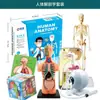 Modelo de Estructura Ósea con Vísceras Extraíbles para Estudiantes de Secundaria Primaria Niños Material Didáctico Juguete Set de Ensamblaje