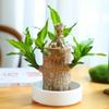 Dropshipping Durante Todo el Año Madera Brasileña Hidropónico Groot Madera de la Suerte Hidropónica Interior y Exterior Balcón Fácil de Cultivar Flores Perezosas