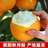 Caixa de Presente Autêntica de Pera Laiyang Qiuyue, Fruta Fresca da Estação, Peras Bingtang de Shandong, Colhidas e Enviadas Frescas, Crocantes, Doces e Suculentas