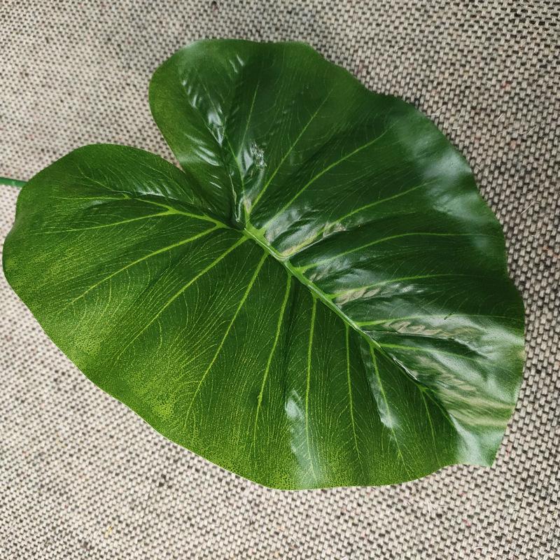 单只连体滴水观音浅绿