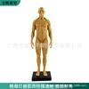 Modelo de cráneo de referencia para pintura de 30 cm color músculo Arte anatomía estructura hueso músculo humano Arte boceto