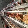Jaulas para Gallinas Ponedoras para Granjas de Cría, Jaulas para Gallinas Ponedoras, Jaulas para Gallinas con Recolección Automática de Huevos