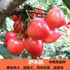 Plantones de cerezo de gran tamaño, plantados en el norte y el sur, que dan fruto el mismo año. Injerto en maceta y enanismo.