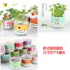 Plantas Verdes de Oficina, Plantas Mágicas Pequeñas en Maceta, Mini Escritorio de Interior, Macetas de Plantación para Niños, Plantas Creativas en Maceta al por Mayor