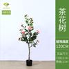 Árvore de Roseira Artificial Transfronteiriça, Planta em Vaso de Árvore de Camélia Artificial, Bonsai Artificial de Roseira para Sala de Estar Interna