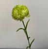 Pedra Artificial Bambu Flor Artificial Alto Padrão Realista Colorida Borracha Macia Bola de Pelo Verde Floresta Casamento Arranjo de Flores Transfronteiriço Pode Ser Enviado em Nome de Outros