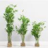 Bambú de arroz hidropónico, flor de interior, bonsái de bambú Nandina en maceta, bambú rico, bambú cola de fénix, plántulas de bambú, plantas verdes perennes durante todo el año