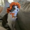 Gorro de punto con forma de gato para mascotas, tejido a mano, estilo transfronterizo de Amazon, accesorios para fotos
