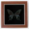 Mariposa Real, Especie Preciosa de Verano, Mariposa Rara, Hermosa Mariposa Fénix, Adorno de Escritorio, Ejemplar de Regalo, Pintura Decorativa Colgante, Decoración de Habitación de Dormitorio