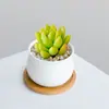 Combinación de Plantas Suculentas Pequeñas en Maceta para Interiores Suculentas Fáciles de Cuidar Plantas Verdes de Escritorio Flores con Maceta Paquete para Principiantes