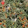 Colección Wholesale del Fabricante de Semillas de Verduras para Cuatro Estaciones para Huertos Caseros, Verduras en Macetas de Balcón, Semillas de Frutas y Semillas de Verduras Hidropónicas