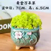 Plantas Suculentas Pequeñas en Maceta con Macetas, Plantas Verdes Pequeñas de Escritorio, Suculentas de Interior Fáciles de Mantener, Flores Grandes, Cactus, Cactus