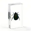 Venta Caliente Comercio Exterior Wholesale Espécimen de Insecto de Resina Ámbar Juguete Adorno Regalo Pequeño Adorno de Espécimen de Insecto