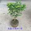 Repelente de Mosquitos Tipo Fragancia Planta Madera de Pimienta Maceta Oficina Escritorio Planta Verde con Fragancia Repelente de Insectos Fragancia Floral