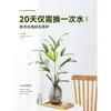 Bambú Marrón de Bambú Hidropónico en Maceta Grande de Hojas Finas Bambú Arroz Jinshan con Raíces Plantas Hidropónicas de Interior Cultivadas en Agua Bambú Guanyin Florales y Plantas Verdes