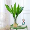 Plantas hidropónicas, una orquídea de una sola hoja en una maceta, vegetación interior popular, de hoja perenne durante todo el año, adecuada para salas de estar, plantas acuáticas fáciles de cuidar