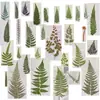 Hojas de Helecho Hojas Reales DIY Planta Espécimen en Relieve Marco de Fotos Pegamento Funda de Teléfono Vela de Aromaterapia Material Venta al por Mayor