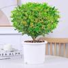Dropshipping Perfume Flor de Milán Planta Verde en Maceta Planta de Flor de Interior Sala de Estar Balcón Planta de Floración de Cuatro Estaciones Jazmín